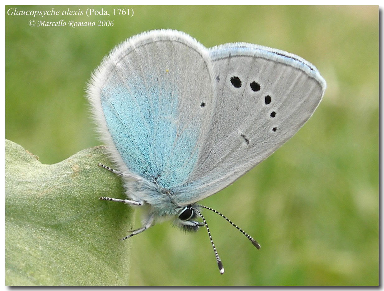 La primavera si tinge d''azzurro